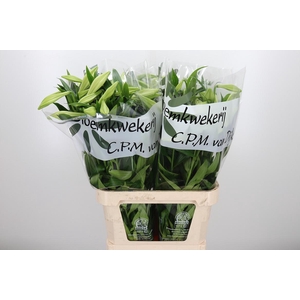 Lilium Lf White Heaven