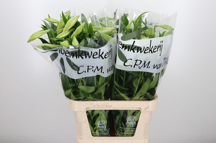 <h4>Lilium Lf White Heaven</h4>