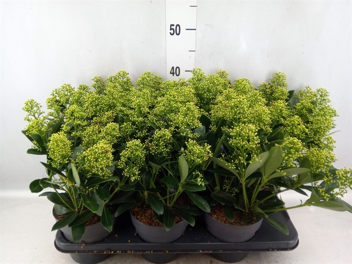 <h4>Skimmia jap. 'Finchy'</h4>