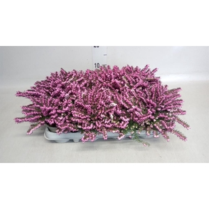 Erica darley. 'Kramer's Rote'