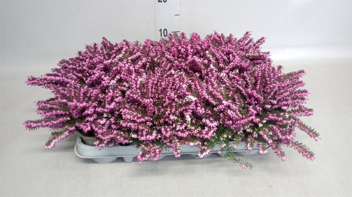 <h4>Erica darley. 'Kramer's Rote'</h4>