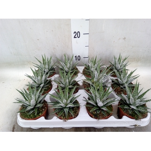 Haworthia fasciala 'Alba'
