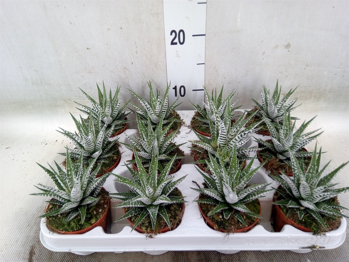<h4>Haworthia fasciala 'Alba'</h4>