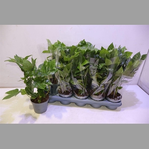 Fatsia Ov