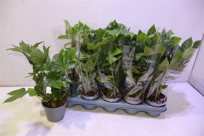 Fatsia Ov