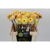 Dahlia Yellow Jill