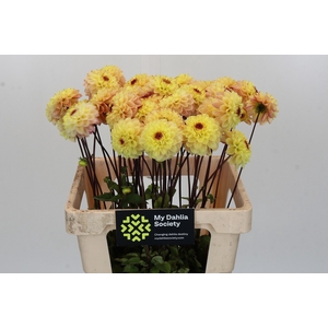 Dahlia Yellow Jill