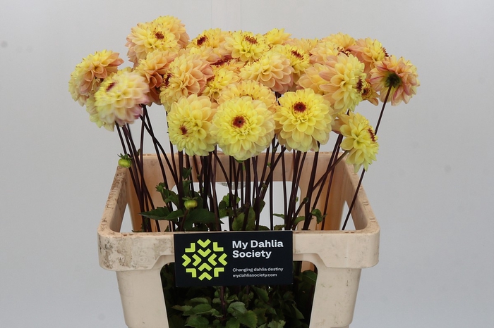<h4>Dahlia Yellow Jill</h4>