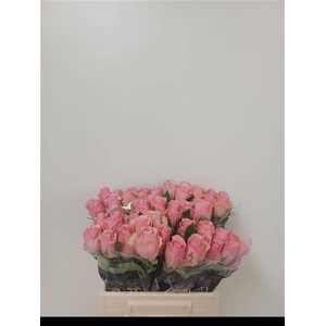 Rosa large celeb