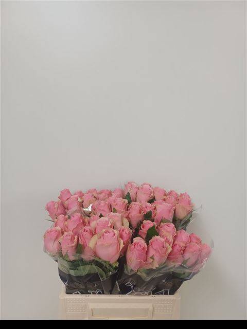 <h4>Rosa large celeb</h4>