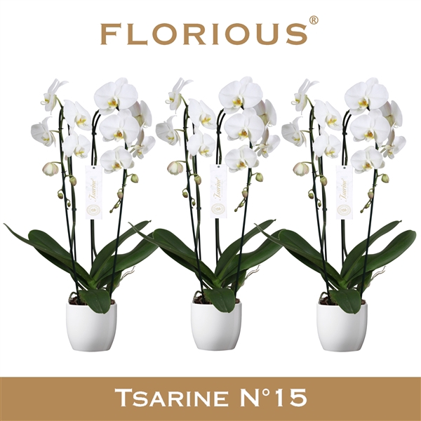 <h4>No15 Grandiflora 2 Tak Cascade Wit+Deco</h4>