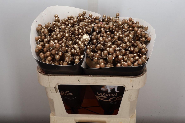 <h4>Hypericum Wx Goud</h4>