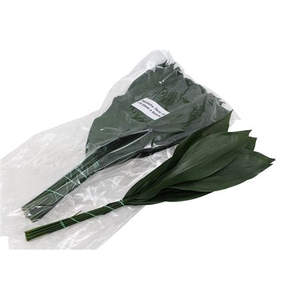 Aspidistra elatior per bos