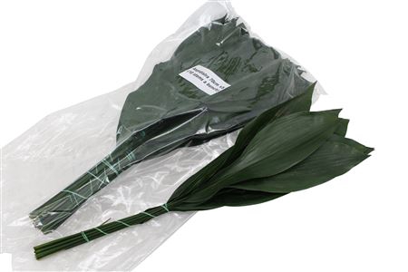 <h4>Aspidistra elatior per bos</h4>
