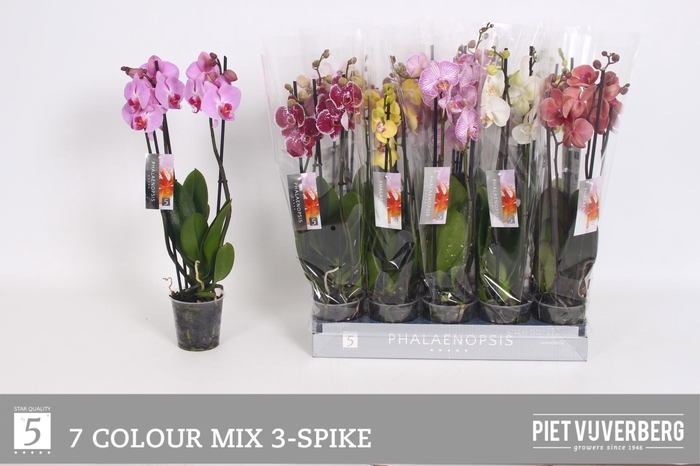 <h4>PHAL GEM 7 KL</h4>