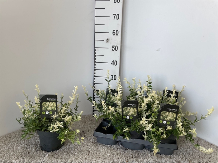 <h4>Euonymus fortunei 'Harlequin'</h4>