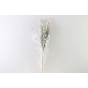 Dried Stipha Feather 5pcs Xl Grey Bunch