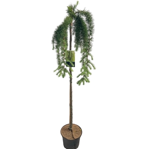 Larix Kaempferi Stiff Weeper Stam 120cm