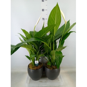 Spathiphyllum  'Bingo Cupido'