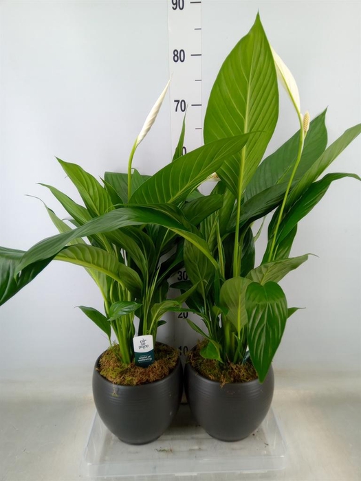 <h4>Spathiphyllum  'Bingo Cupido'</h4>