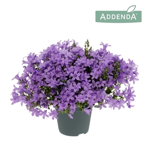 Campanula Ambella® Lavender