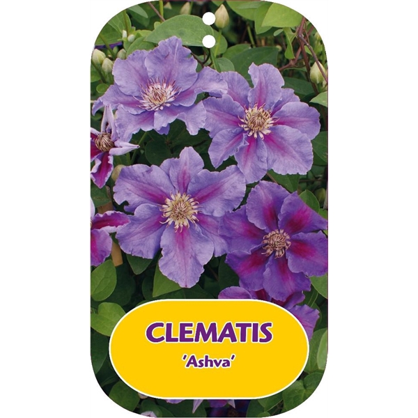 <h4>Clematis 'Ashva'</h4>