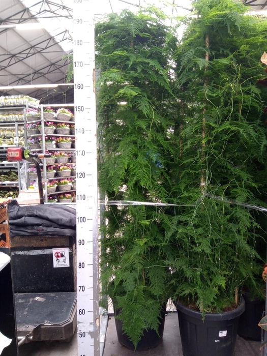 <h4>Asparagus ...</h4>