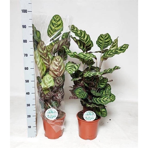 Calathea Makoyana 21Ø 90cm