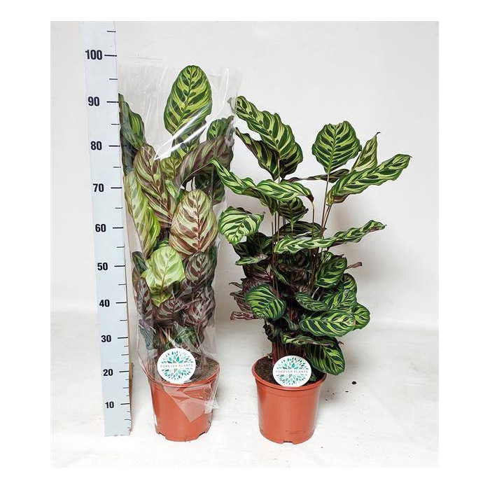 <h4>Calathea Makoyana 21Ø 90cm</h4>