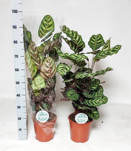 Calathea Makoyana 21Ø 90cm