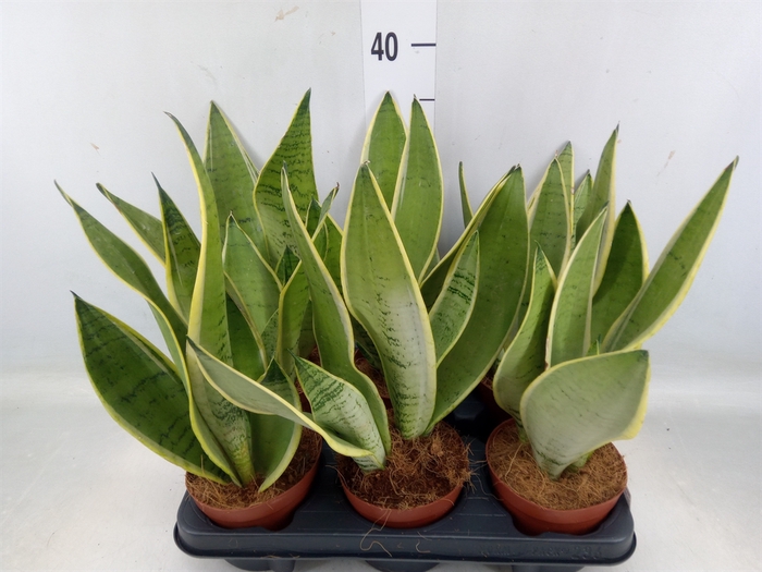 <h4>Sansevieria trifa.   ...</h4>