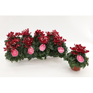Cyclamen KL 'Djix'