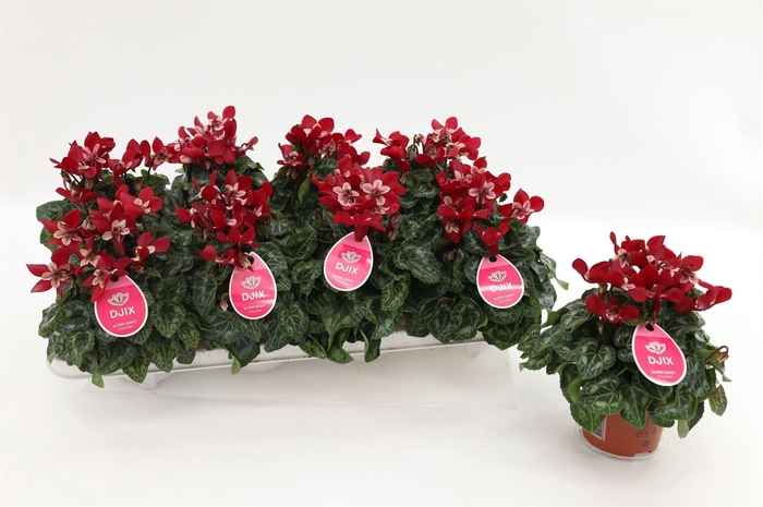 <h4>Cyclamen KL 'Djix'</h4>