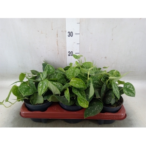 Scindapsus pictus 'Argyraeus'