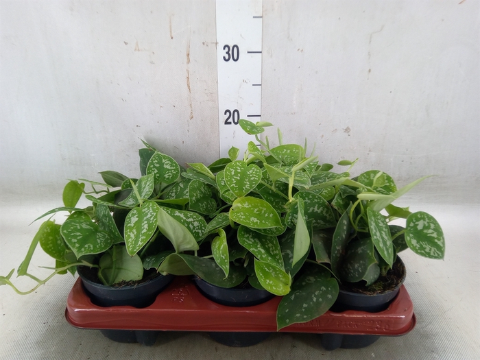 <h4>Scindapsus pictus 'Argyraeus'</h4>