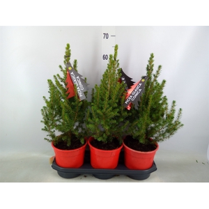 Picea glauca 'Conica'