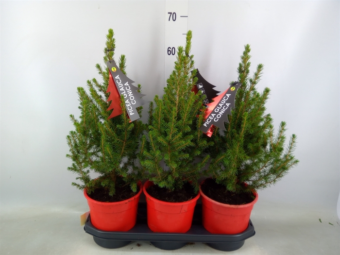 <h4>Picea glauca 'Conica'</h4>