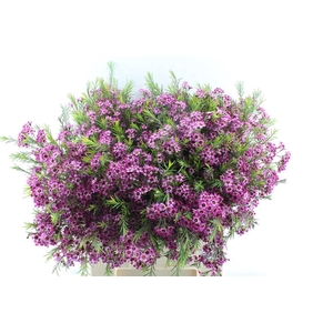 Chamelaucium Purple Pride