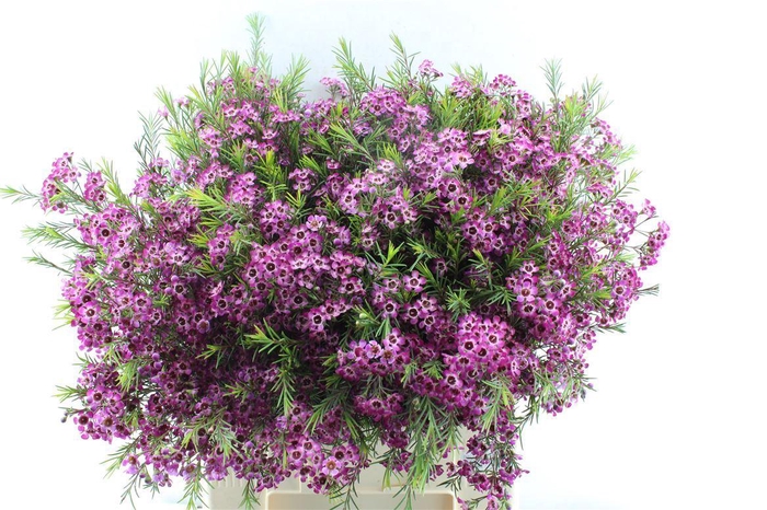 <h4>Chamelaucium Purple Pride</h4>