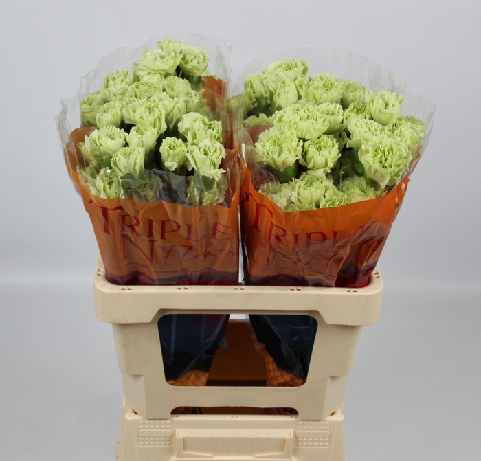 <h4>DI ST GREEN SHOT</h4>