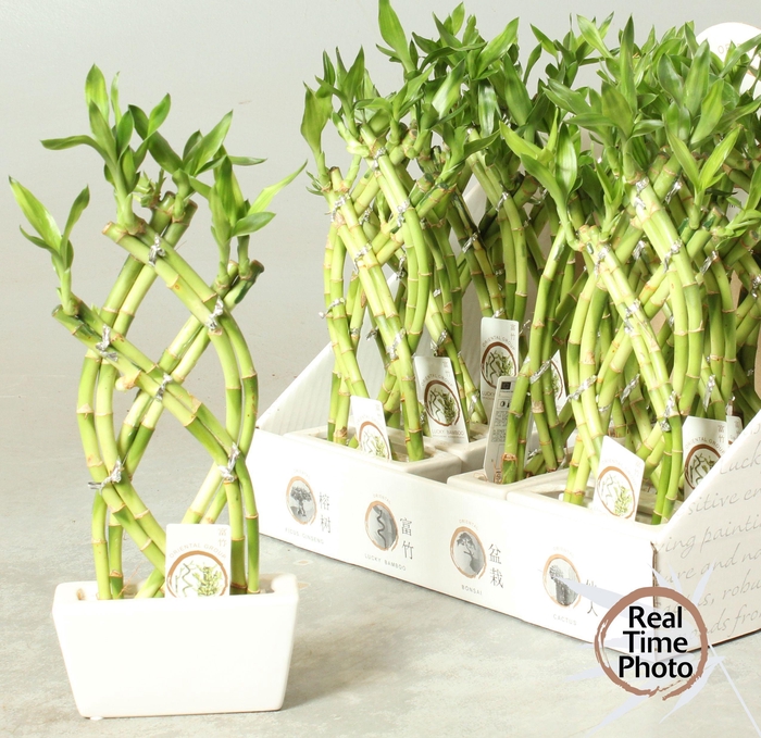 <h4>DRA LUCKY BAMBOO</h4>