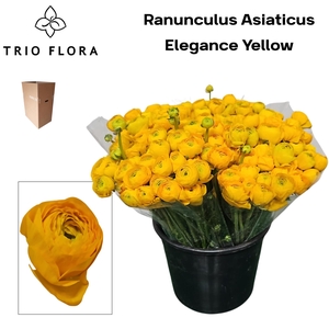 RAN EL YELLOW Aqua Box 150