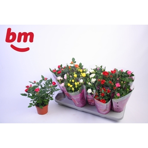 .Rosa beau monde gemengd