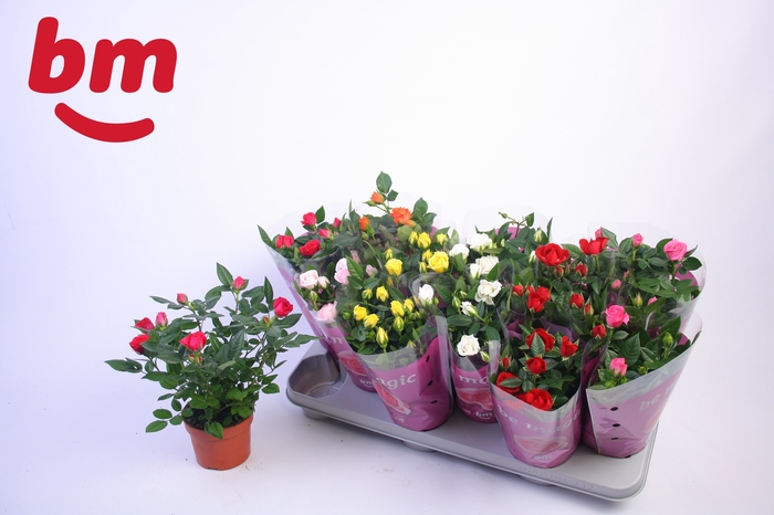 <h4>.Rosa beau monde gemengd</h4>