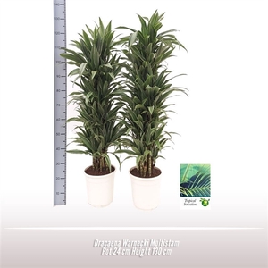 Dracaena Warnecki Multistam