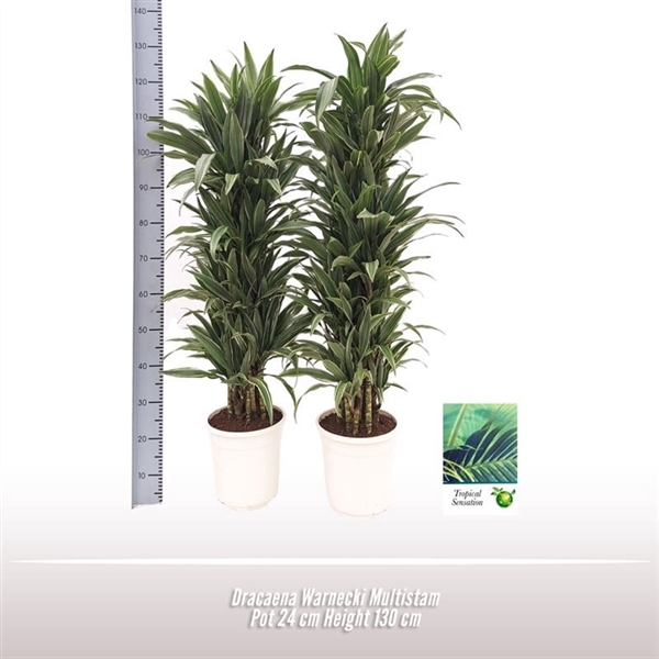 <h4>Dracaena Warnecki Multistam</h4>