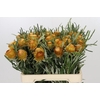 Banksia Dryandra