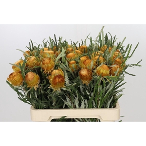 Banksia Dryandra