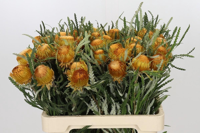 <h4>Banksia Dryandra</h4>