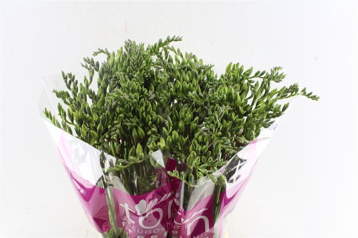 <h4>Fr Du Honeymoon Pink</h4>